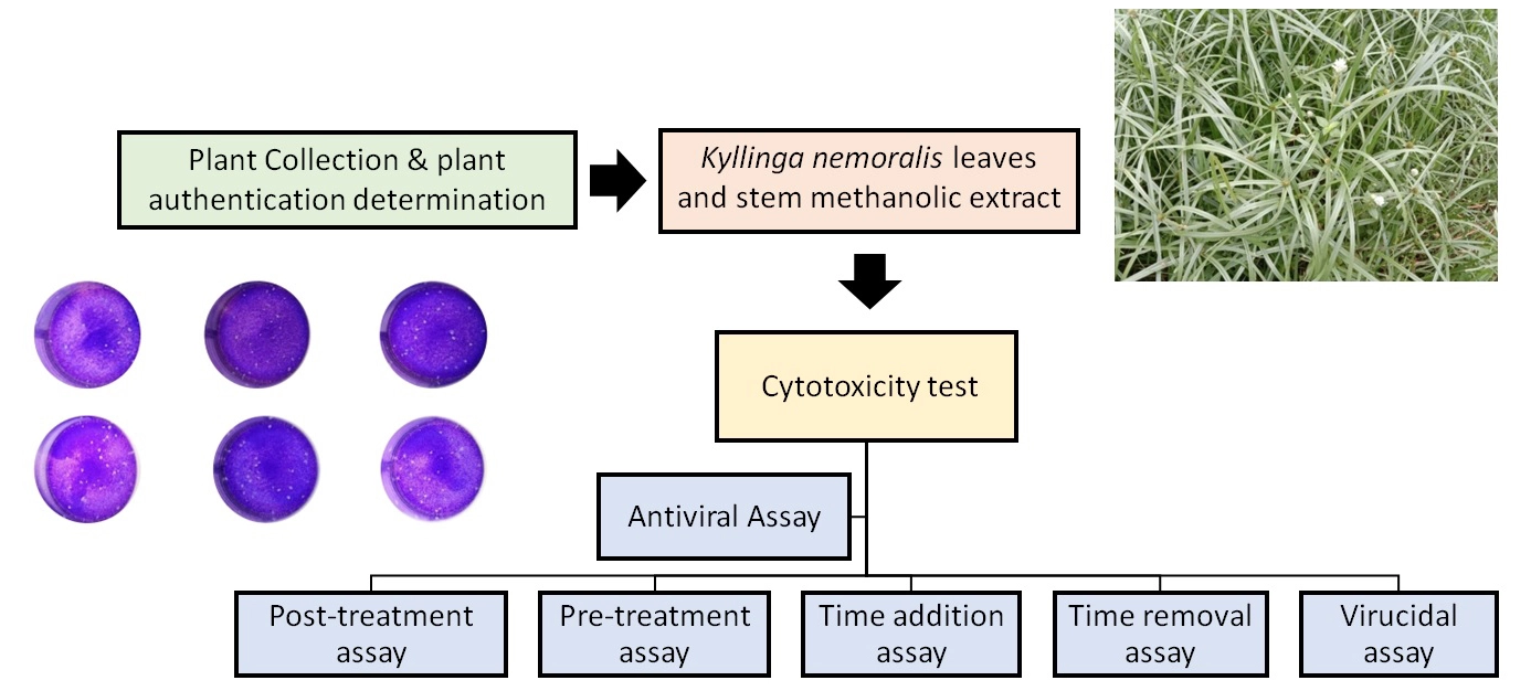 Graphical Abstract