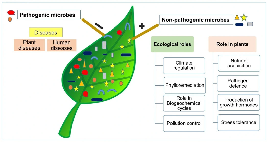 Graphical Abstract
