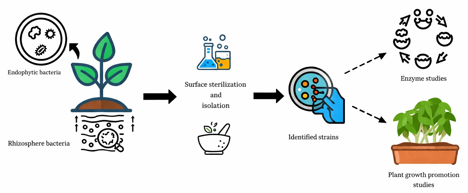 Graphical Abstract