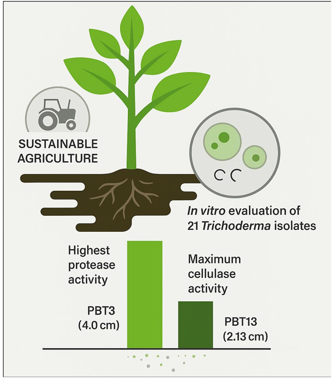 Graphical Abstract