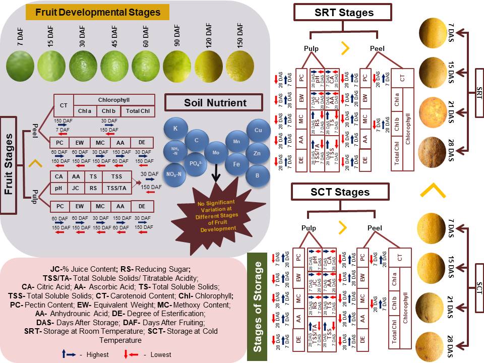 Graphical Abstract