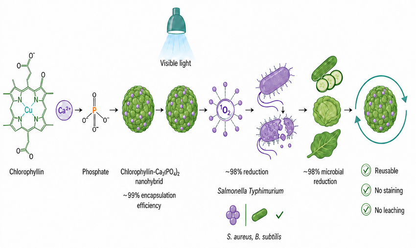 Graphical Abstract