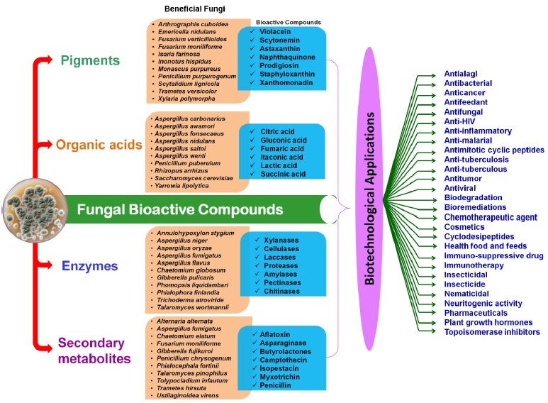 Graphical Abstract