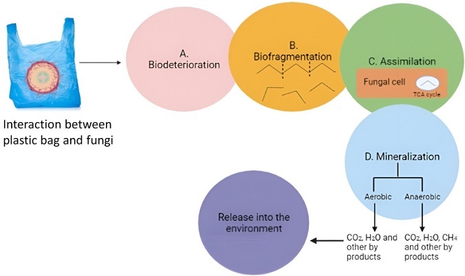 Graphical Abstract